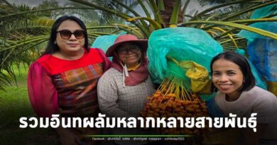 แห่งแรกในอำเภอบัวเชด เปิดสวนอินทผลัมหลากหลายสายพันธุ์จากต่างประเทศ ต้อนรับนักท่องเที่ยว
