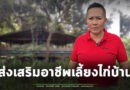 ตลาดต้องการสูง! กลุ่มเลี้ยงไก่บ้าน-แพะ-แกะ สุรินทร์ ‘ทักษิณา’ ผลักดัน ดึงเกษตรกรช่วยเลี้ยงขาย จนกลายเป็นอาพีชหลัก หลังราคาข้าวตกต่ำ