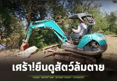เกษตรกรน้ำตานอง! ต้องยืนดูรถขุดหลุมฝังวัวควายที่ตัวเองเลี้ยง รายงานล่าสุดโรคปากเท้าเปื่อย คร่าชีวิต วัว-ควาย ไปแล้วกว่า 300 ตัว สว.สุรินทร์ รุดติดตามสถานการณ์
