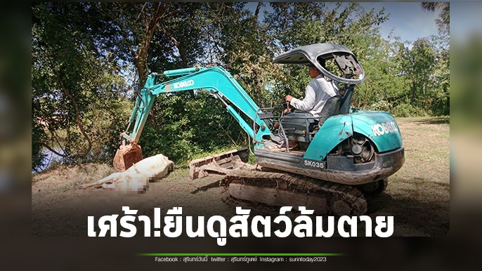 เกษตรกรน้ำตานอง! ต้องยืนดูรถขุดหลุมฝังวัวควายที่ตัวเองเลี้ยง รายงานล่าสุดโรคปากเท้าเปื่อย คร่าชีวิต วัว-ควาย ไปแล้วกว่า 300 ตัว สว.สุรินทร์ รุดติดตามสถานการณ์