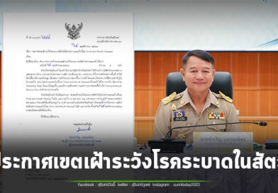 จังหวัดสุรินทร์ ประกาศเขตเฝ้าระวังโรคระบาดในสัตว์แล้วทั้งจังหวัด หลังโรคปากและเท้าเปื่อย คร่าชีวิตวัว-ควายแล้วกว่า 300 ตัว