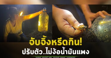 ไม่ง้อน้ำมันแพง! ชาวสุรินทร์ใช้วิธีโบราณจับจิ้งหรีดได้เพียบ ประหยัดค่าใช้จ่ายตามนโยบายรัฐบาล