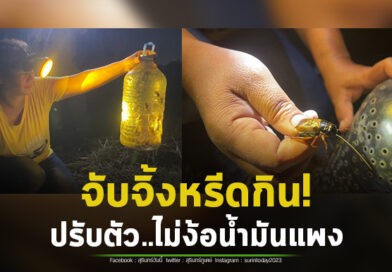 ไม่ง้อน้ำมันแพง! ชาวสุรินทร์ใช้วิธีโบราณจับจิ้งหรีดได้เพียบ ประหยัดค่าใช้จ่ายตามนโยบายรัฐบาล