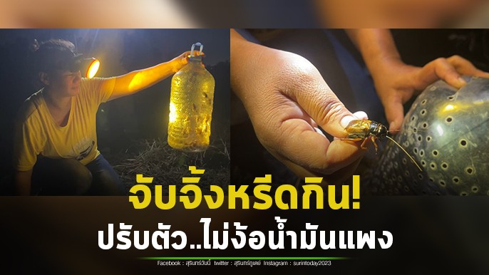 ไม่ง้อน้ำมันแพง! ชาวสุรินทร์ใช้วิธีโบราณจับจิ้งหรีดได้เพียบ ประหยัดค่าใช้จ่ายตามนโยบายรัฐบาล