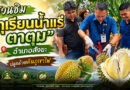 ชวนสัมผัส “ทุเรียนน้ำแร่ ตาตุม” จากแร่ธาตุดินภูเขาไฟ กลิ่นหอมละมุนเป็นเอกลักษณ์