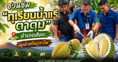 ชวนสัมผัส “ทุเรียนน้ำแร่ ตาตุม” จากแร่ธาตุดินภูเขาไฟ กลิ่นหอมละมุนเป็นเอกลักษณ์