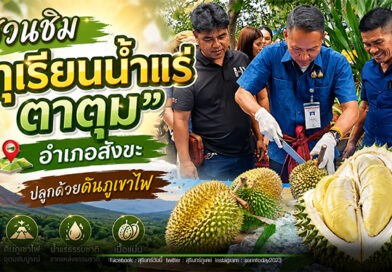 ชวนสัมผัส “ทุเรียนน้ำแร่ ตาตุม” จากแร่ธาตุดินภูเขาไฟ กลิ่นหอมละมุนเป็นเอกลักษณ์