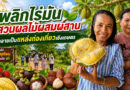 พยาบาลสาวพลิกไร่มันสำปะหลัง สู่สวนผลไม้ผสมผสาน 30 ไร่ สร้างรายได้-แหล่งท่องเที่ยวเชิงเกษตร