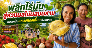 พยาบาลสาวพลิกไร่มันสำปะหลัง สู่สวนผลไม้ผสมผสาน 30 ไร่ สร้างรายได้-แหล่งท่องเที่ยวเชิงเกษตร