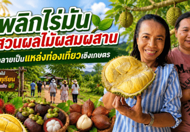 พยาบาลสาวพลิกไร่มันสำปะหลัง สู่สวนผลไม้ผสมผสาน 30 ไร่ สร้างรายได้-แหล่งท่องเที่ยวเชิงเกษตร