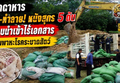 มุกดาหาร ลุยทำลายหนังสุกรแช่แข็งของกลาง 5,080 กิโลกรัม หลังลักลอบนำเข้า หวั่นเป็นพาหะโรคระบาดสัตว์