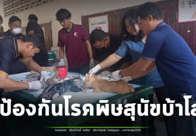 ปศุสัตว์สุรินทร์ จัดงานวันป้องกันโรคพิษสุนัขบ้าโลก ประจำปี 2569 ชาวบ้านนำ หมา แมว ต่อคิวทำหมัน ฉีดวัคซีนแน่น
