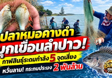 “ปลาหมอคางดำ” โผล่เขื่อนลำปาว กาฬสินธุ์ระดมกำลังสกัด หวั่นกระทบระบบนิเวศ-เศรษฐกิจประมงกว่า 2 พันล้าน