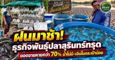 ฝนมาช้า-น้ำแล้ง กระทบธุรกิจพันธุ์ปลาสุรินทร์ ยอดขายหายกว่า 70% เกษตรกรซื้อน้อย ผู้ประกอบการเร่งปรับตัว