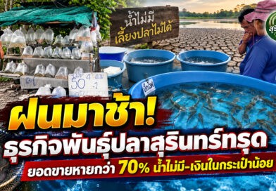 ฝนมาช้า-น้ำแล้ง กระทบธุรกิจพันธุ์ปลาสุรินทร์ ยอดขายหายกว่า 70% เกษตรกรซื้อน้อย ผู้ประกอบการเร่งปรับตัว