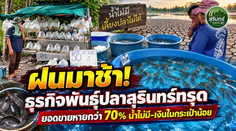 ฝนมาช้า-น้ำแล้ง กระทบธุรกิจพันธุ์ปลาสุรินทร์ ยอดขายหายกว่า 70% เกษตรกรซื้อน้อย ผู้ประกอบการเร่งปรับตัว